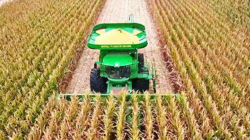 国产收割玉米视频直播,国产玉米收割机高效作业现场直击  第3张