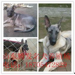 国产黑狼犬打架视频,展现犬类勇猛一面  第2张