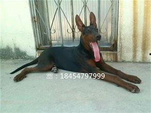 国产黑狼犬打架视频,展现犬类勇猛一面  第3张